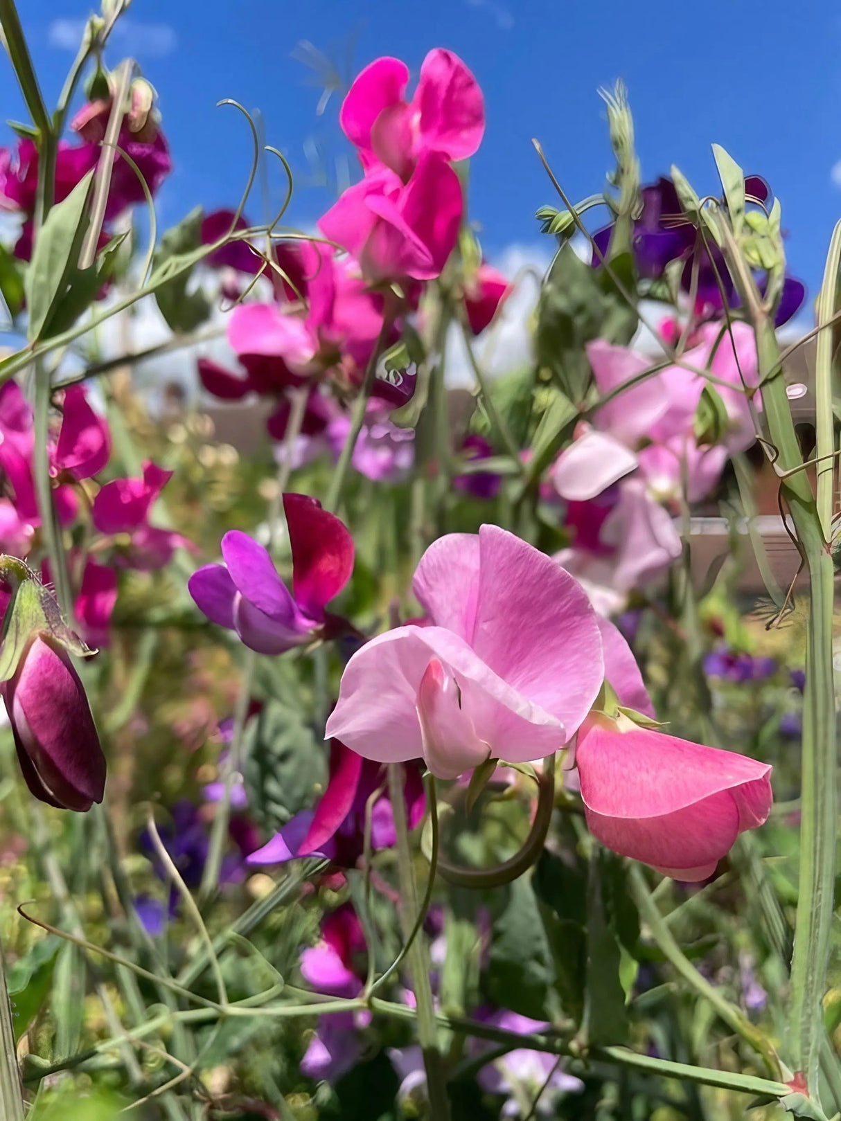Sweet Pea Bishy Barnabee Mix