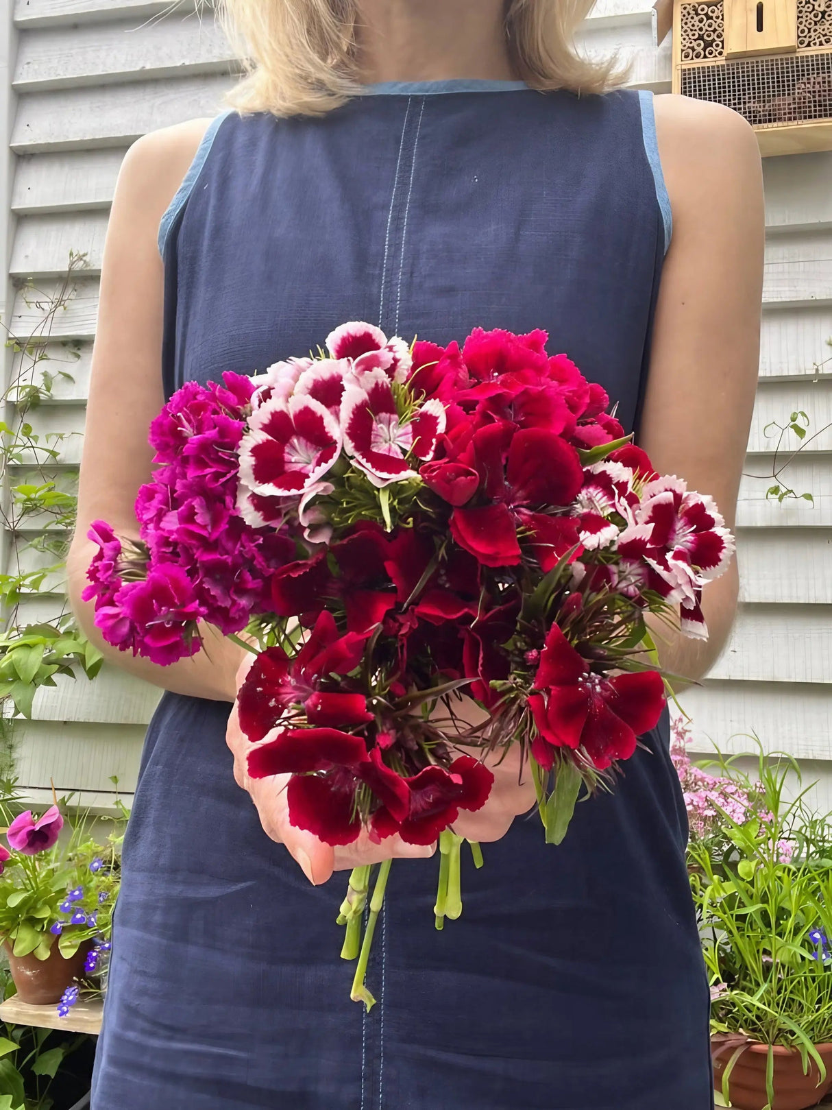Sweet William Indian Carpet Mixed