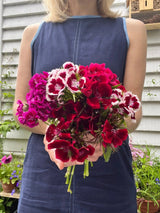 Sweet William Indian Carpet Mixed