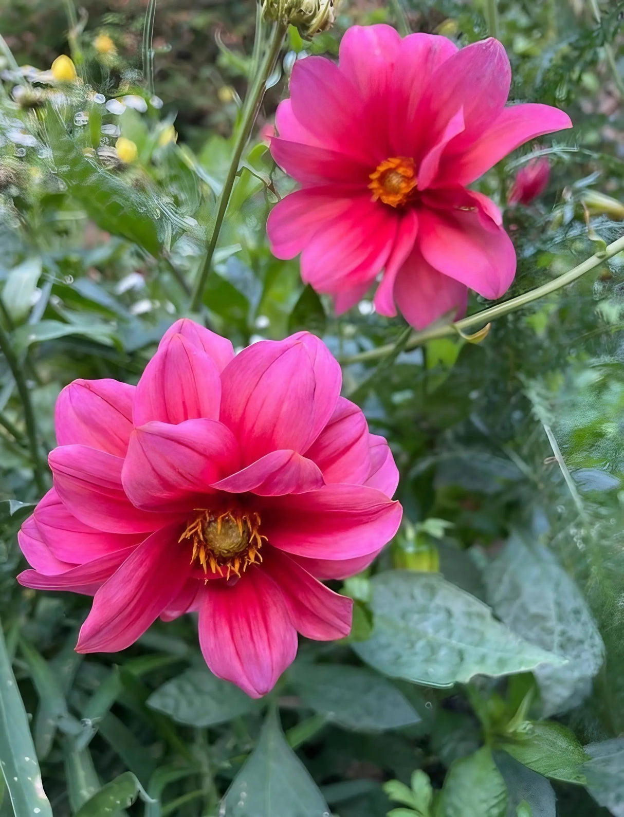 Dahlia Early Bird Mix