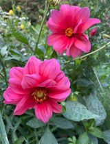 Dahlia Early Bird Mix