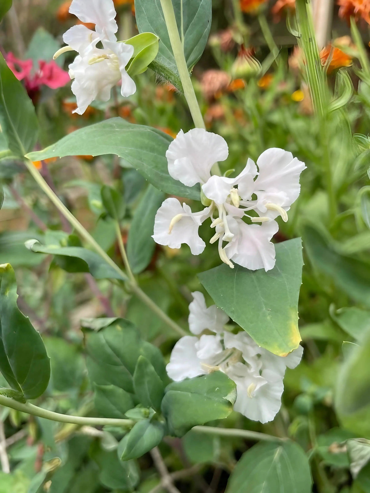 Clarkia Crown Double Mix