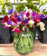 Sweet Pea Bishy Barnabee Mix
