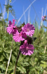 Red Campion