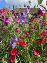 Sweet Pea Bishy Barnabee Mix