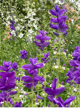 Clary Sage Oxford Blue