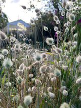 Bunny Tails - Lagurus Ovatus