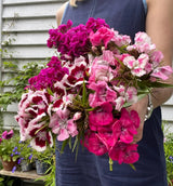 Sweet William Auricula Eyed Mixed