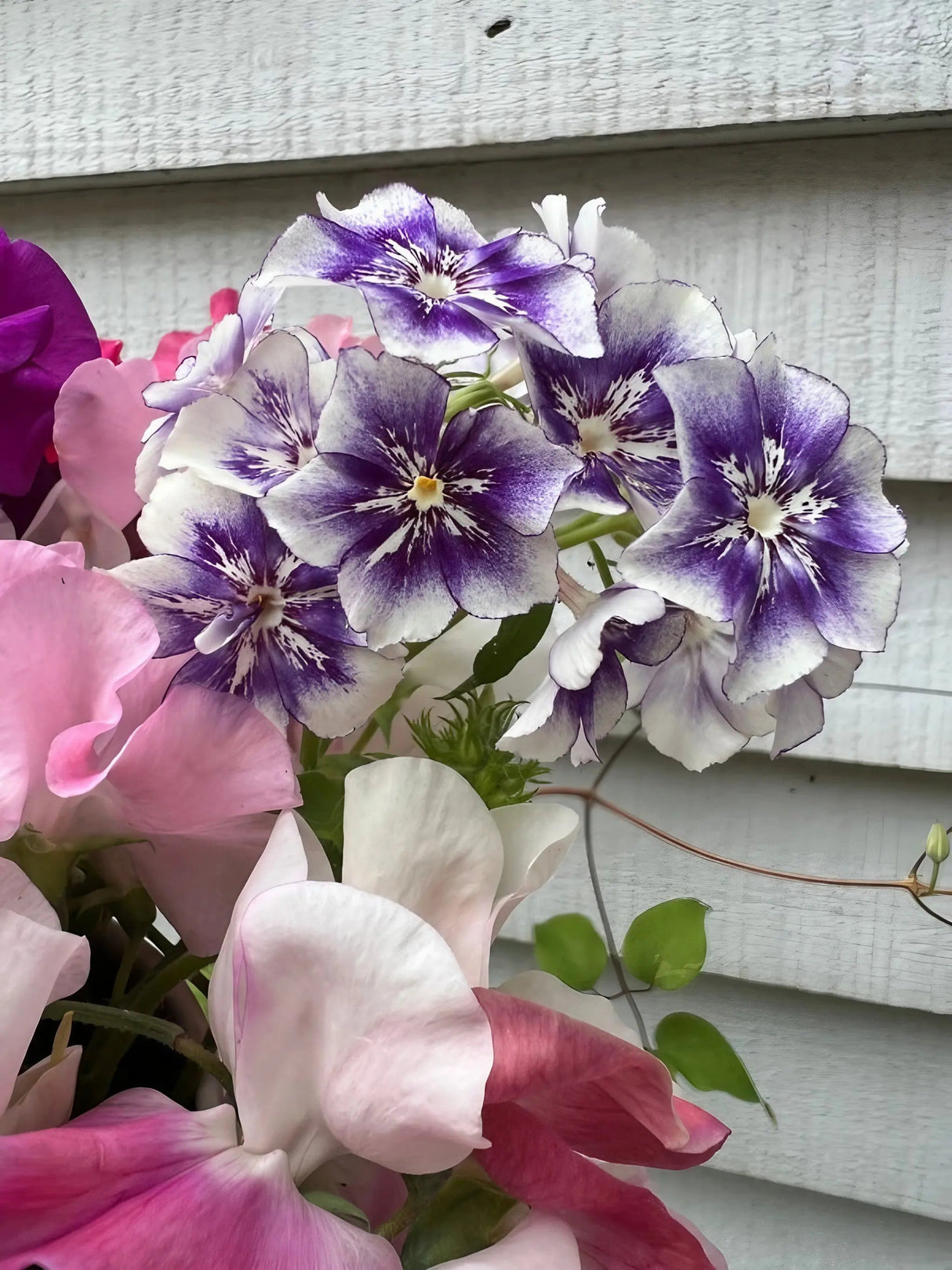 Phlox Sugar Stars