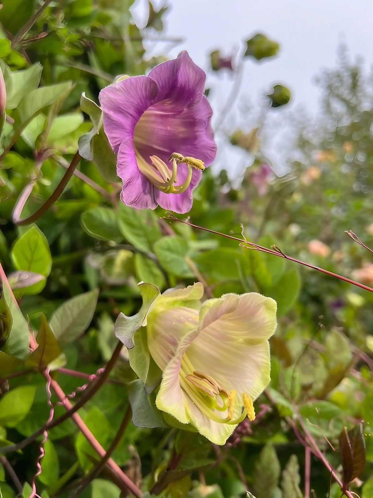 Cobaea scandens Purple