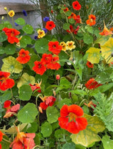 Nasturtium Tom Thumb