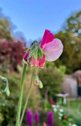Sweet Pea Parfume Promise