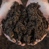 FruitBoost Welsh Topsoil Sample