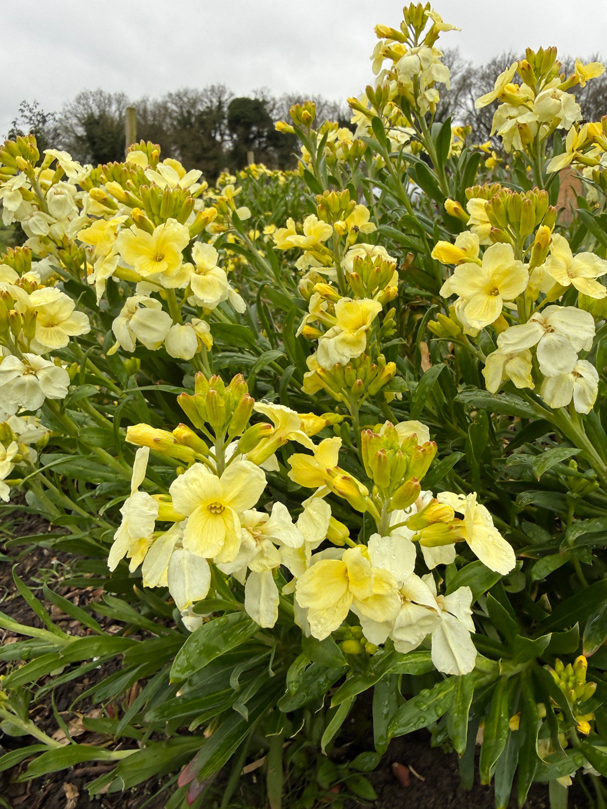 Wallflower Ivory White