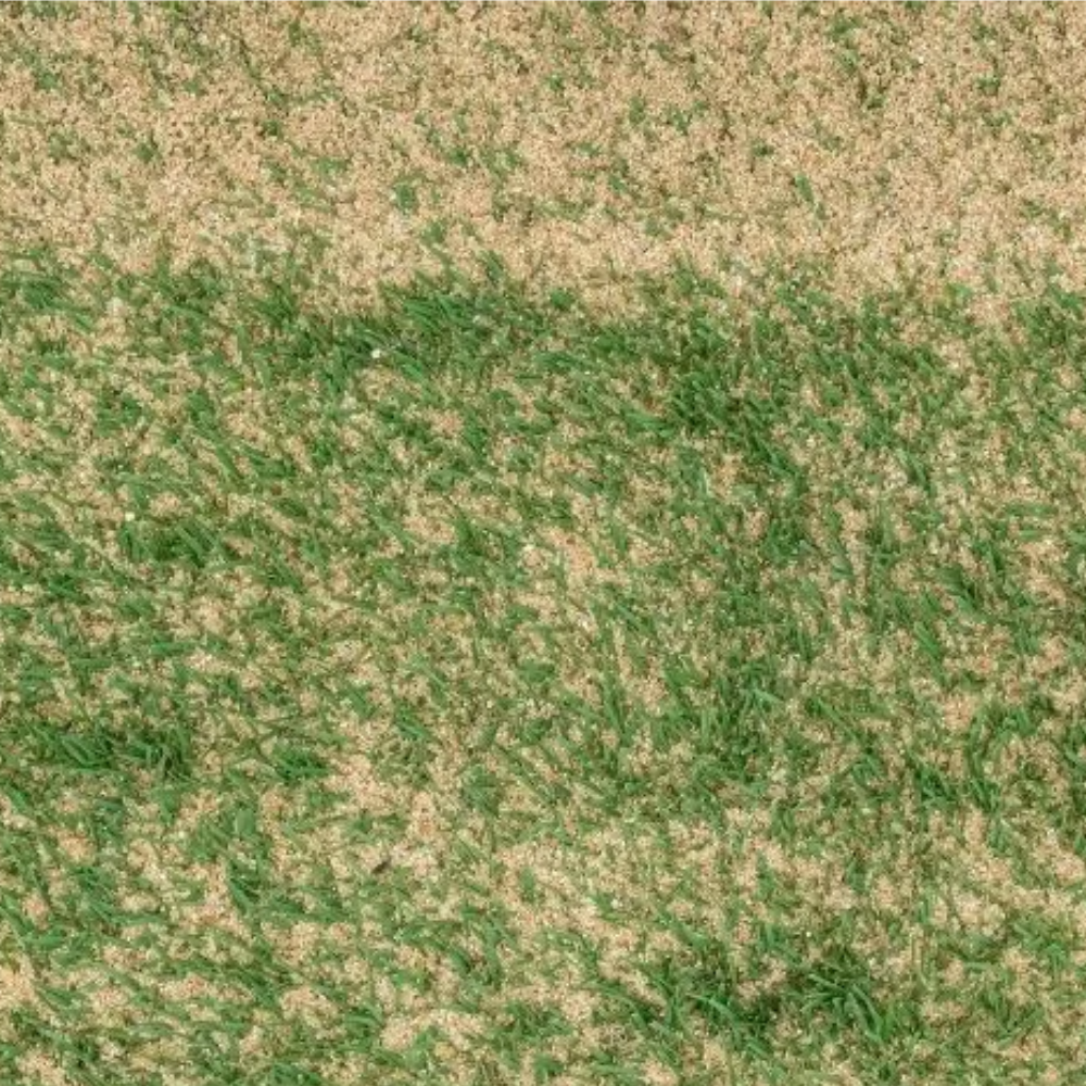 Sports Sand Dressing by Dandy's