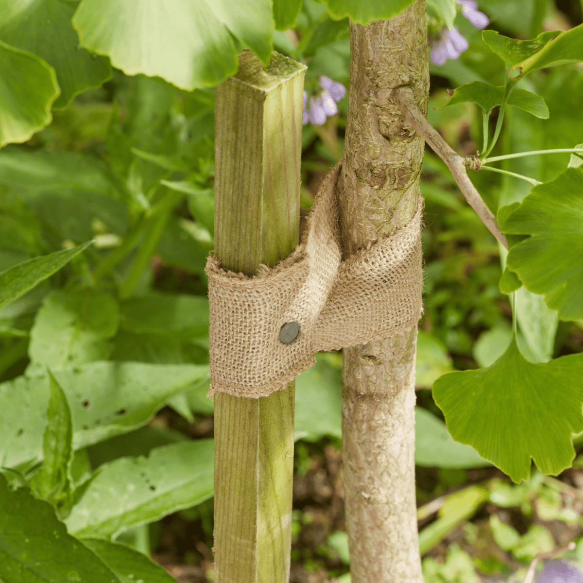 5.5m JuteWeb Tree Tie Natural Biodegradable Plant Support and Craft Jute - Dandys Landscape Supplies
