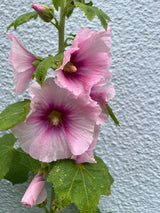 Hollyhock Bishy Barnabee Mix