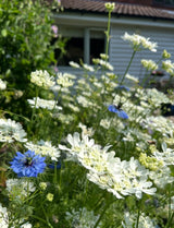 Orlaya Grandiflora