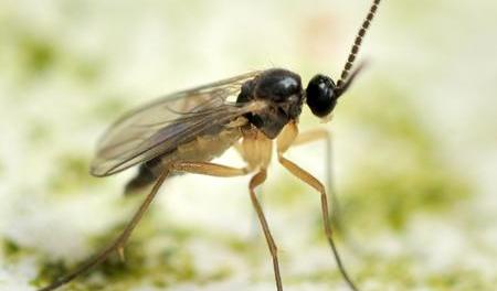 60 sqm Sciarid Fly (Fungus Gnat) Nematodes - Dandys Landscape Supplies