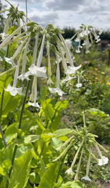 Nicotiana White Trumpets