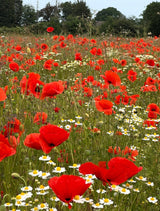 Poppy Flanders Red