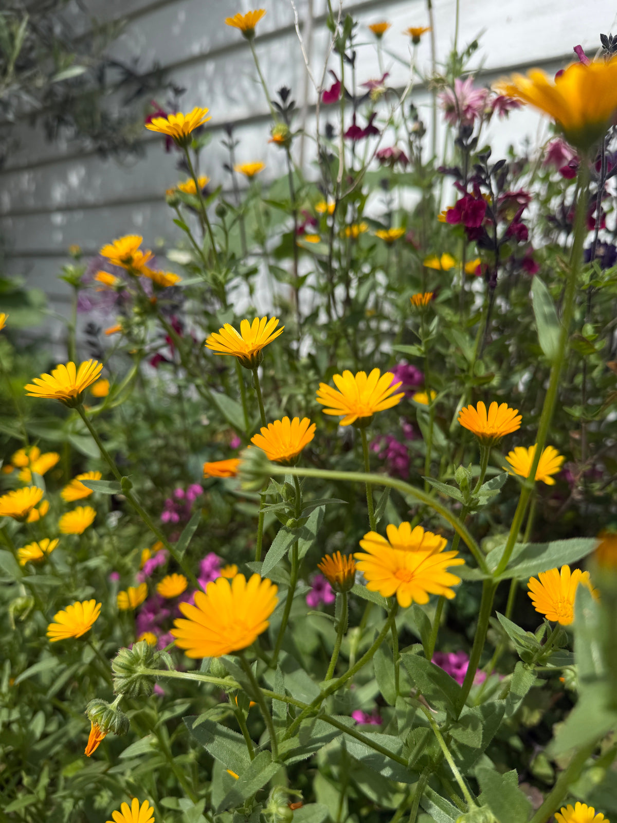 Calendula Wintersun