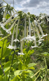 Nicotiana White Trumpets
