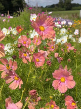 Cosmos Apricotta