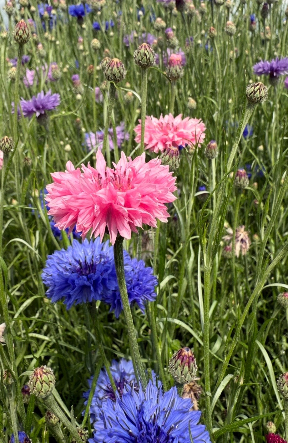 Cornflower Pink Ball