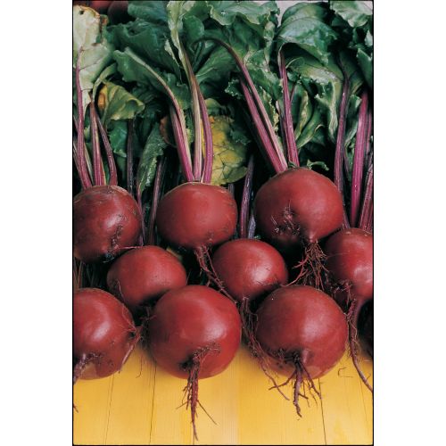 Beetroot Plug Plants "Grow Your Own" Vegetables **Letterbox Friendly**