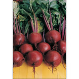 Beetroot Plug Plants "Grow Your Own" Vegetables **Letterbox Friendly**