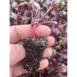 Beetroot Plug Plants "Grow Your Own" Vegetables **Letterbox Friendly**