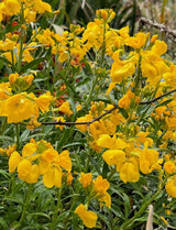Wallflower Cloth of Gold