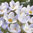 Crocus Blue Pearl - 10 Bulbs