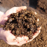 AutumnMix Compost Sample - Dandy's Topsoil & Landscape Supplies