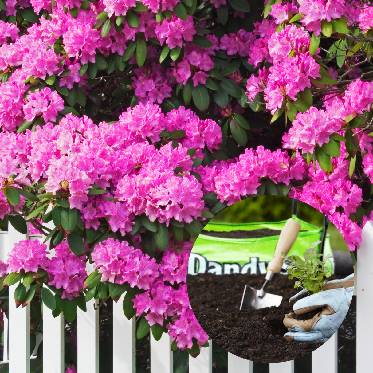 Ericaceous Topsoil for Acid Loving Plants