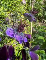 Nigella hispanica