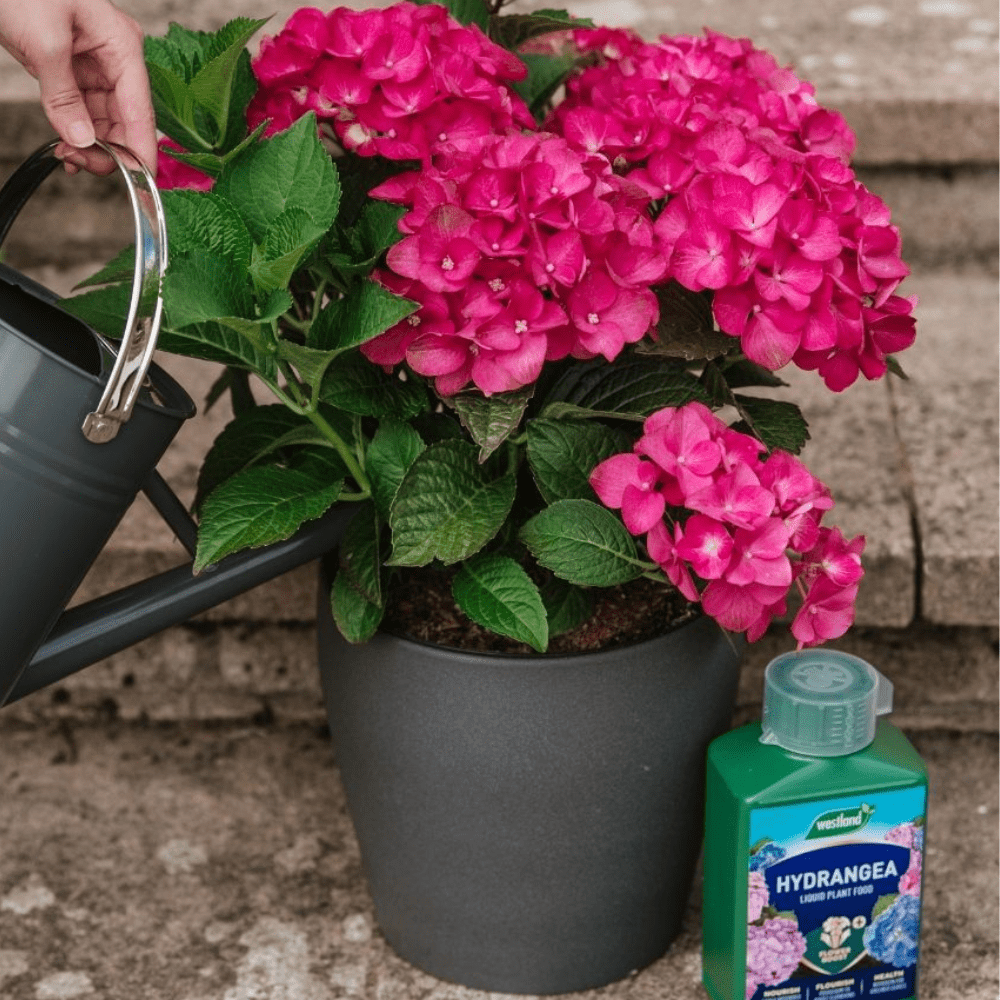 Add - on Hydrangea High Performance Liquid Plant Food 1ltr - Dandy's Topsoil & Landscape Supplies