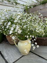 Gypsophila Covent Garden