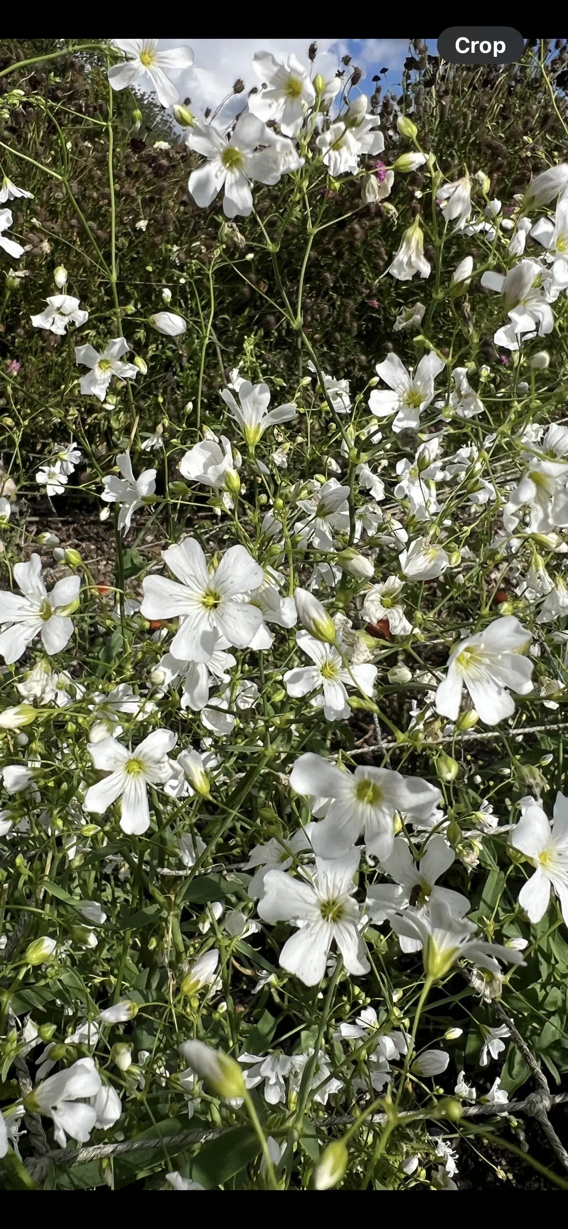Gypsophila Covent Garden