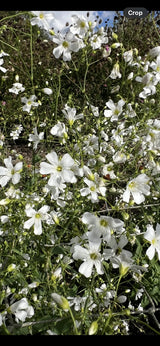 Gypsophila Covent Garden
