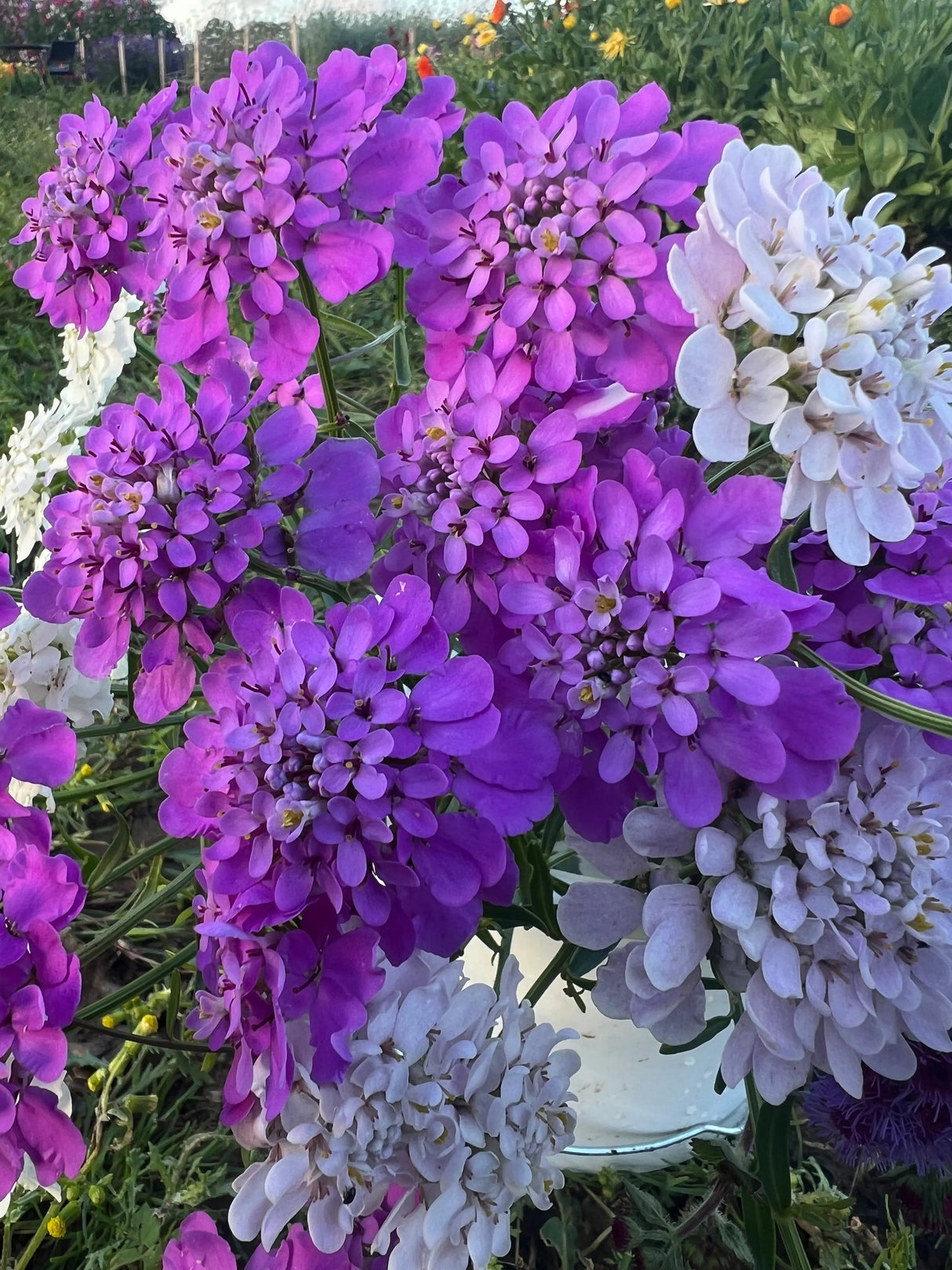 Candytuft Crown Mixed