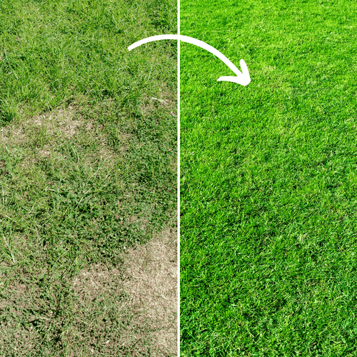 Fill & Fix Lawn Patch Repair Blend - Dandy's Topsoil & Landscape Supplies