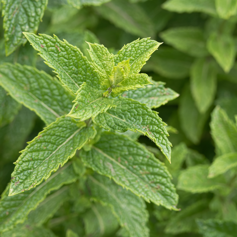 Mint Herb Seeds