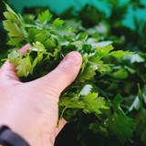 Parsley Herb Seeds - Plain leaved 2