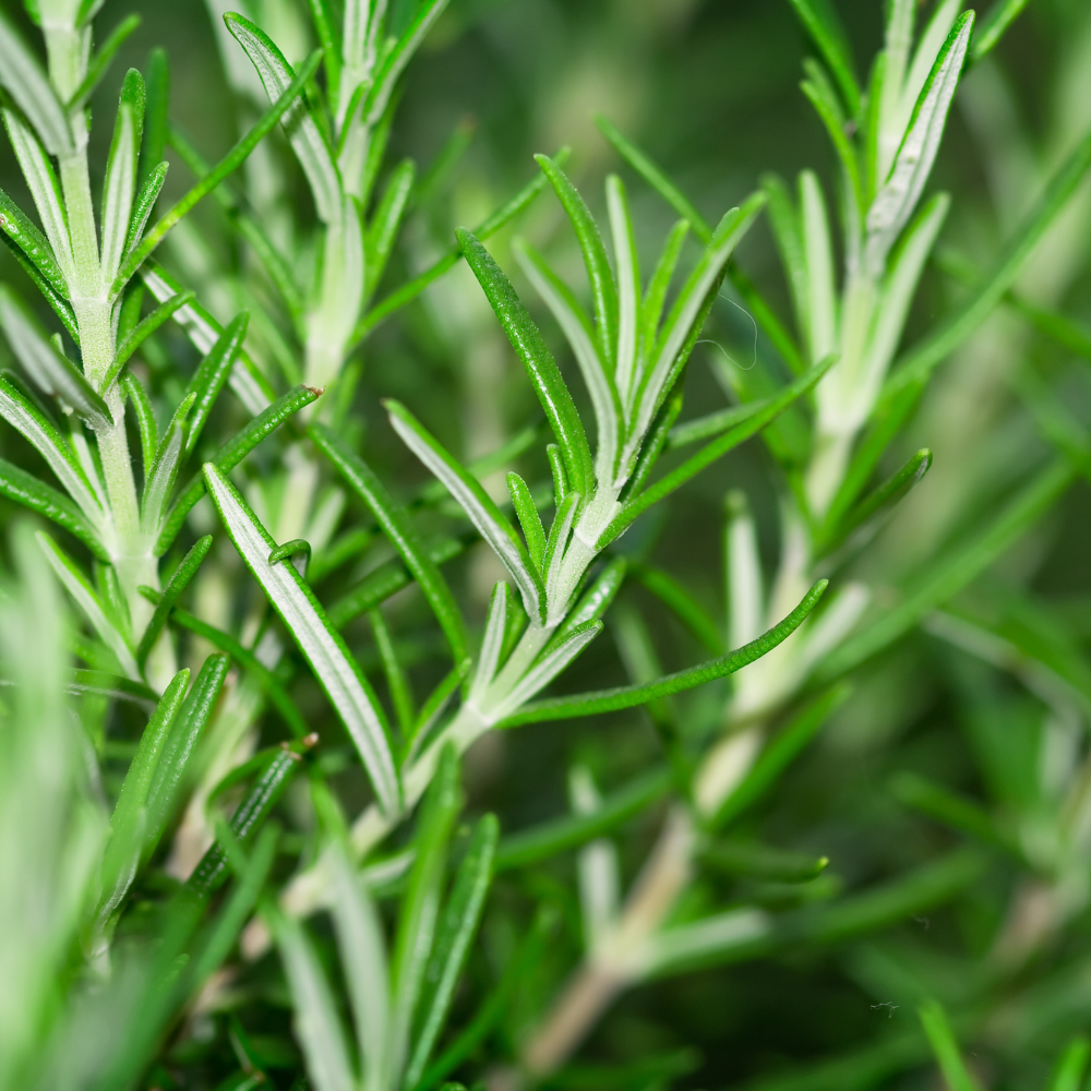 Rosemary Herb Seeds
