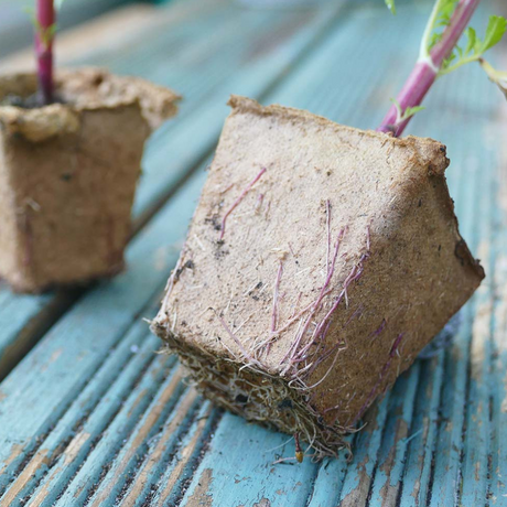 Add-on Square Fibre Pots 6cm - 20 Pack