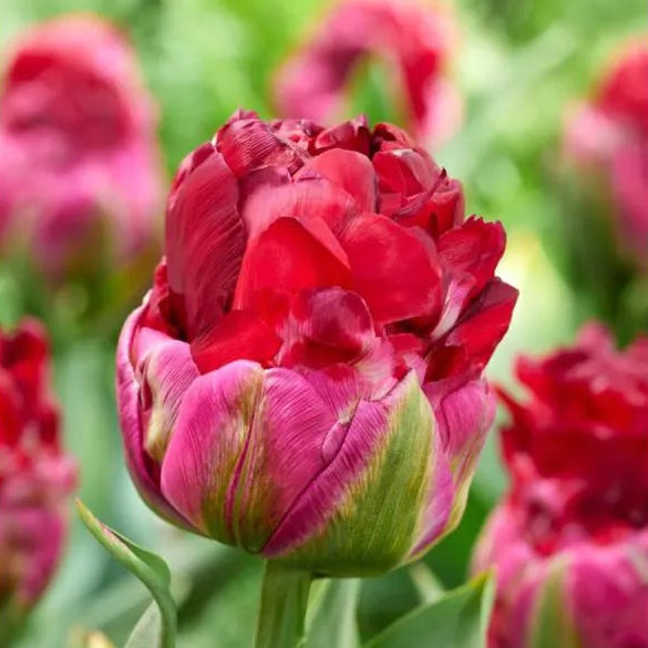 Tulipa Cranberry Ice Cream - 6 Bulbs