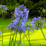Agapanthus Big Blue