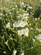 Achillea Ballerina - Dandys Landscape Supplies
